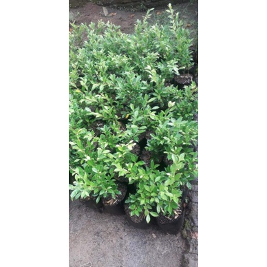 bahan bonsai beringin kimeng