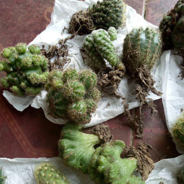 Kaktus Dan Sekulen ( Minimal 30 Packs )