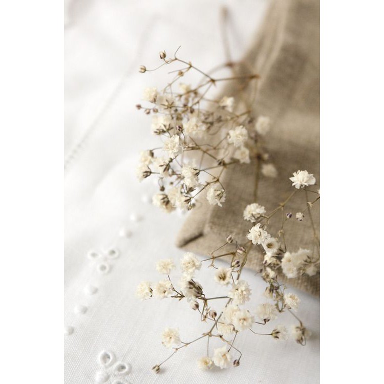 2pcs Dried Baby Breath 4050cm Bunga babybreath Kering