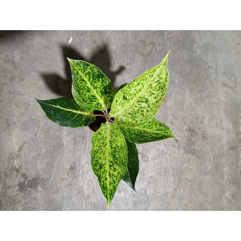 bunga aglonema striptis white