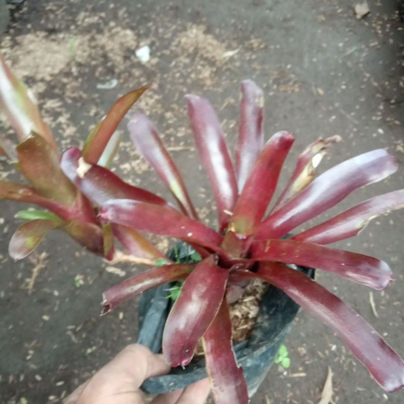 bromelia merah mini