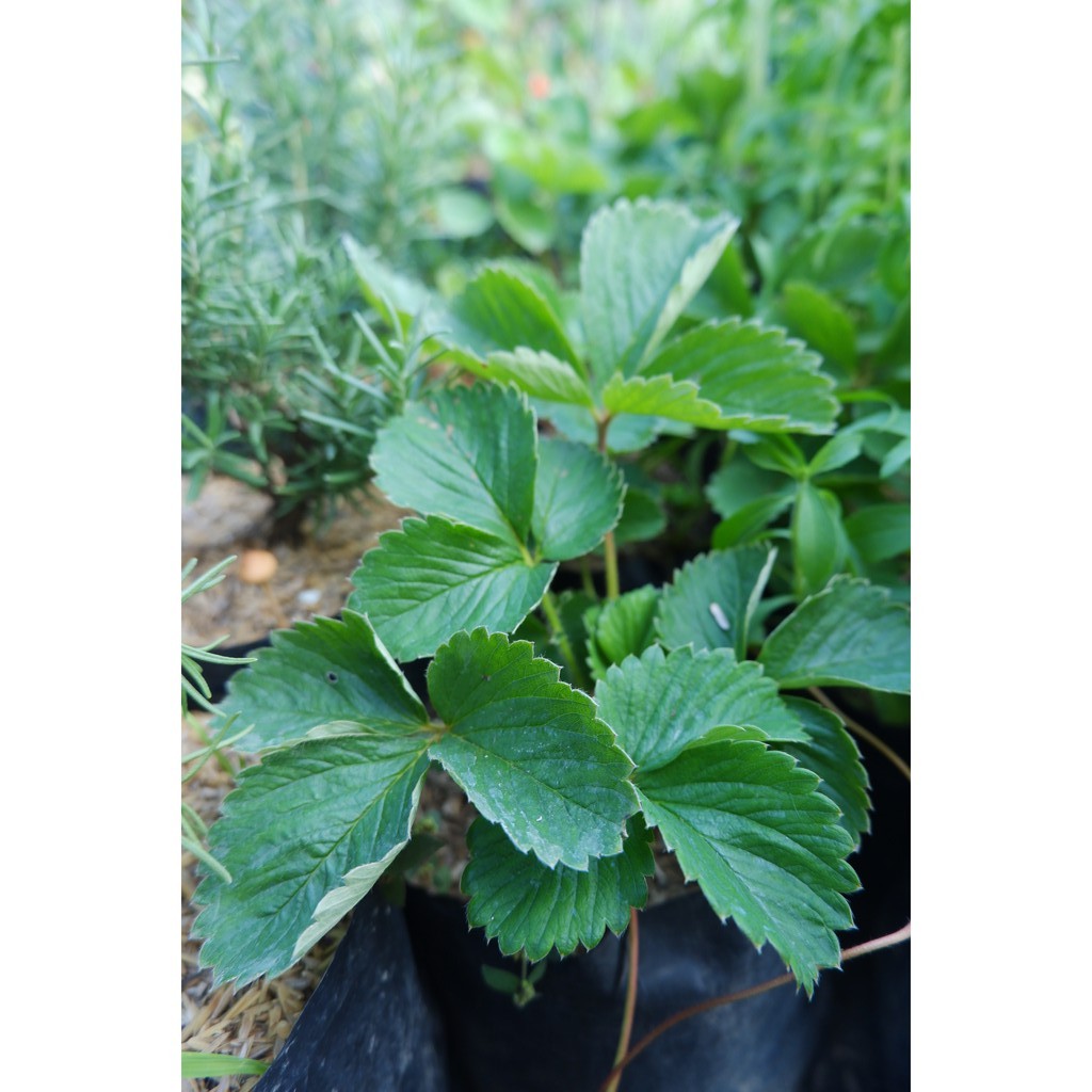 Strawberry / Stroberi - Tanaman Buah