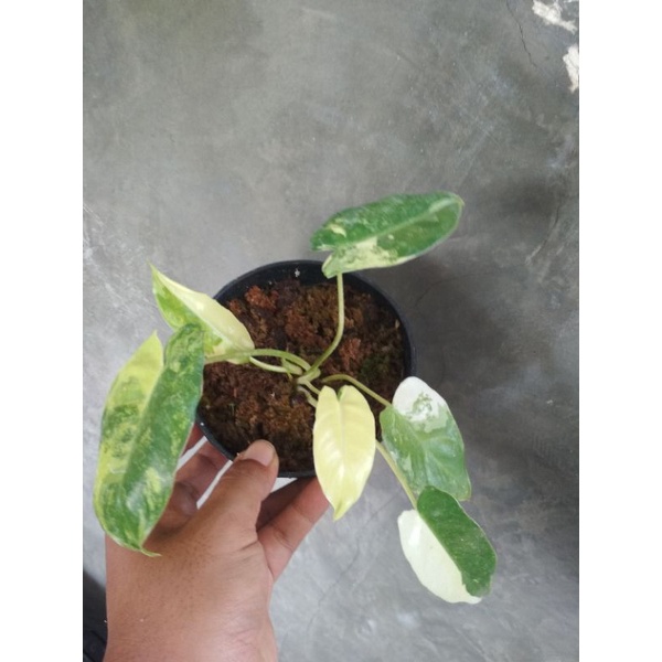 Philo burlemax varigata,Philo brekele var, phillodendron varigata