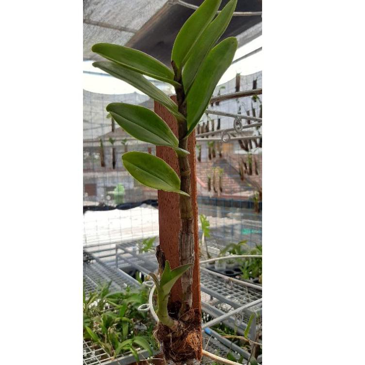 HFY Anggrek Dendrobium Discolor Merauke 