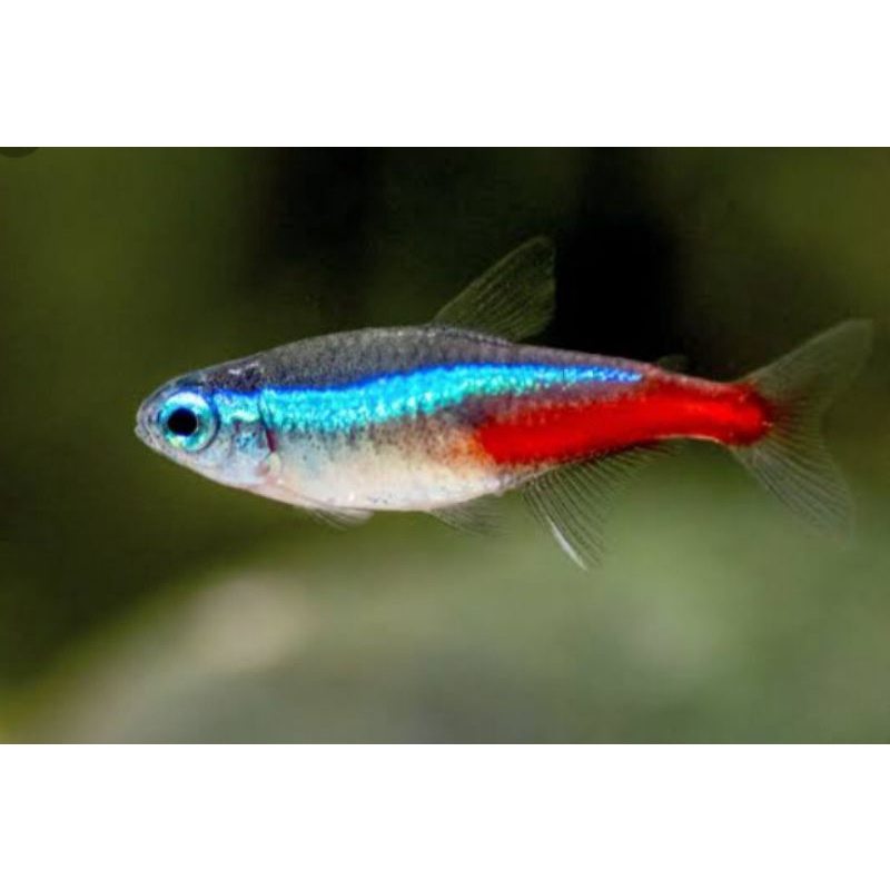 Neon tetra