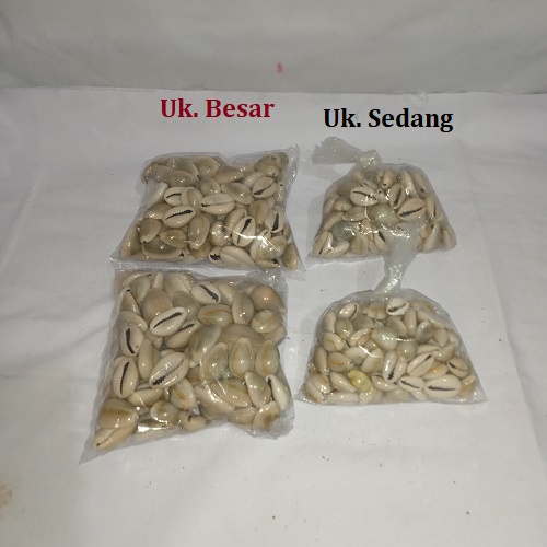 Biji Congklak Kerang Asli Ukuran Besar dan Ukuran Sedang Isi 100 Biji Per Bungkus Berat 200 Gram