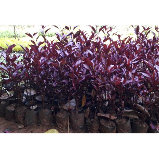 Tanaman Hias Erpah - Tanaman Bayam Merah - Bunga Erpah