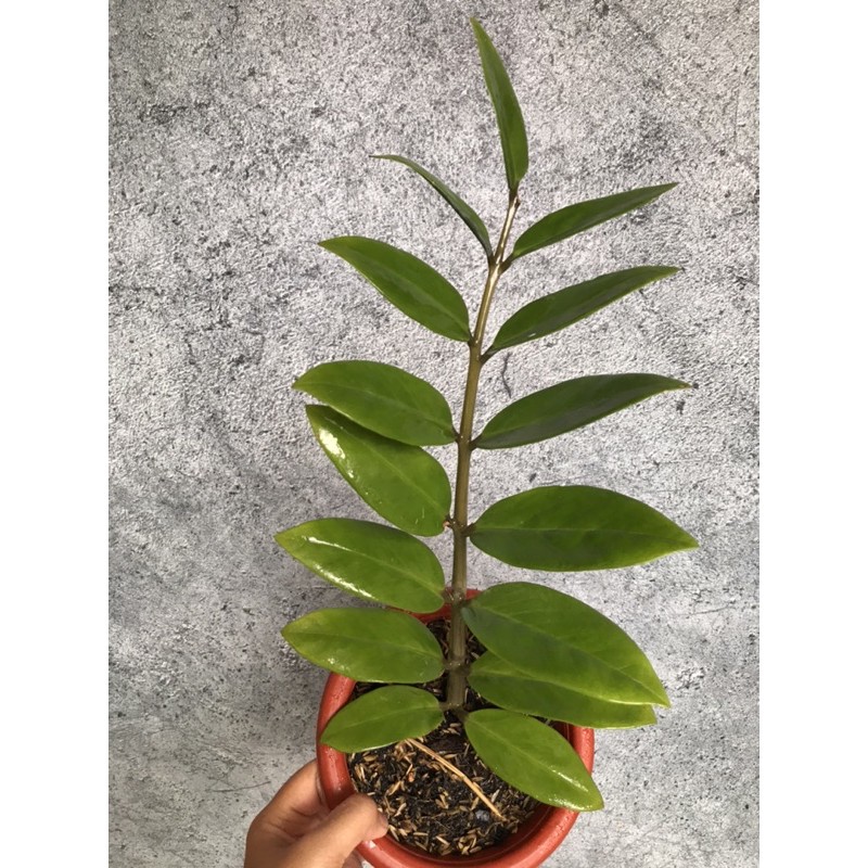 ZZ Plant Zamiaculcas zamiifolia