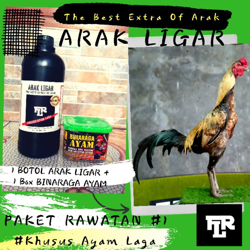 ARAK GOSOK - ARAK LIGAR + BINARAGA AYAM - Rawatan 1