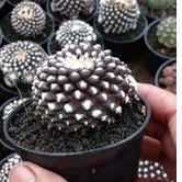 Kaktus IceCream ownroot