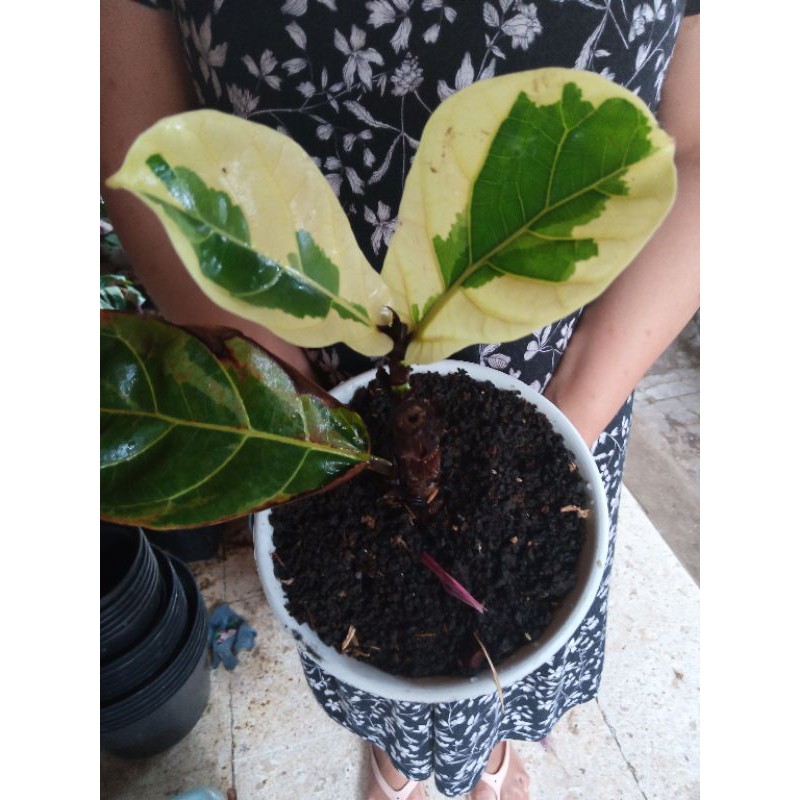 ketapang biola varigata