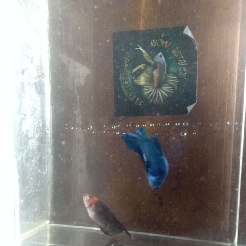 avatar gordon dan avtar nemo