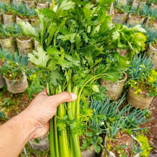 

250gr Celery stick lokal organik