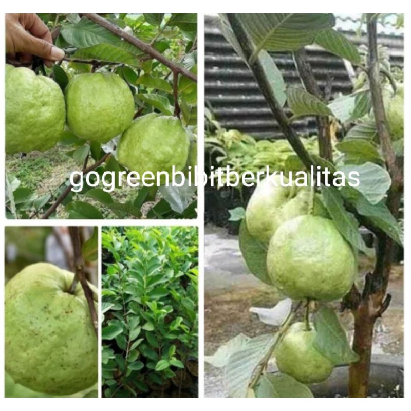 COD bibit jambu kristal tanpa biji
