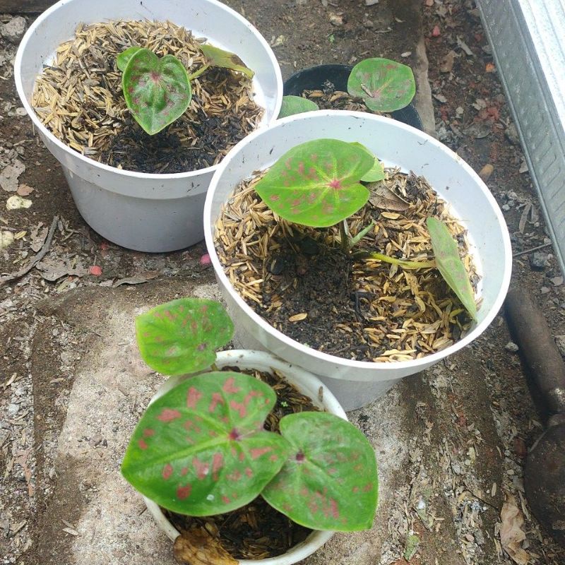 keladi hybrid H02