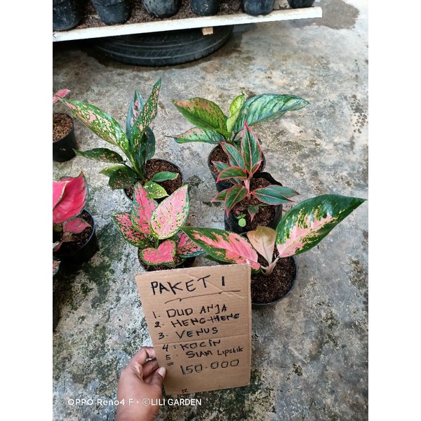 bibit aglonema bunga aglonema lokalan