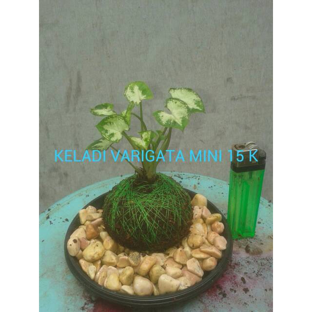 Keladi Varigata Mini Kokedama Shopee Indonesia