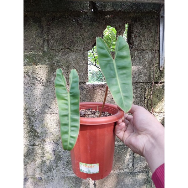 Philodendron Bilitiae / Philodendron Kabel Busi / philo kabel busi batang orange