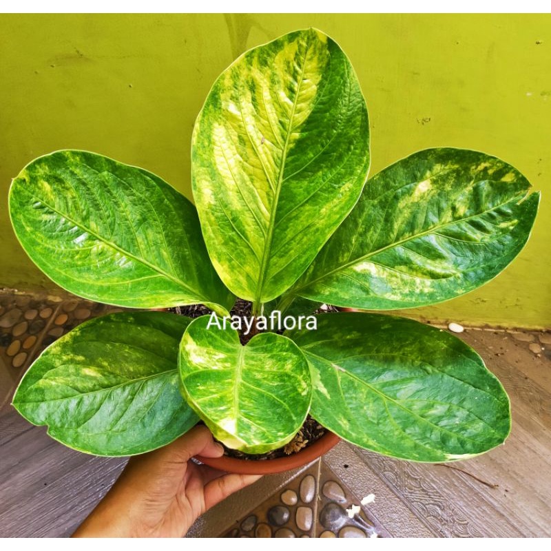 Anthurium jemani mangkok varigata