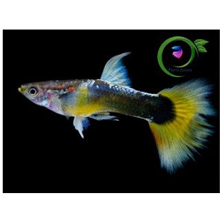 ikan guppy HB yellow short tail