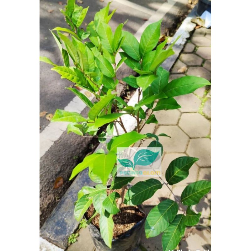 Bibit Pohon Rambutan Rapiah/Tanaman buah rambutan rapiah