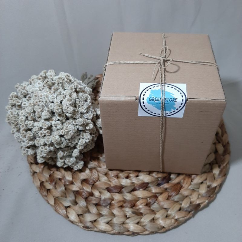 

gift box kaktus