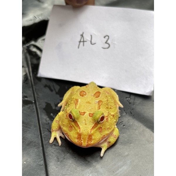 Kodok Pacman Albino Frog AL3