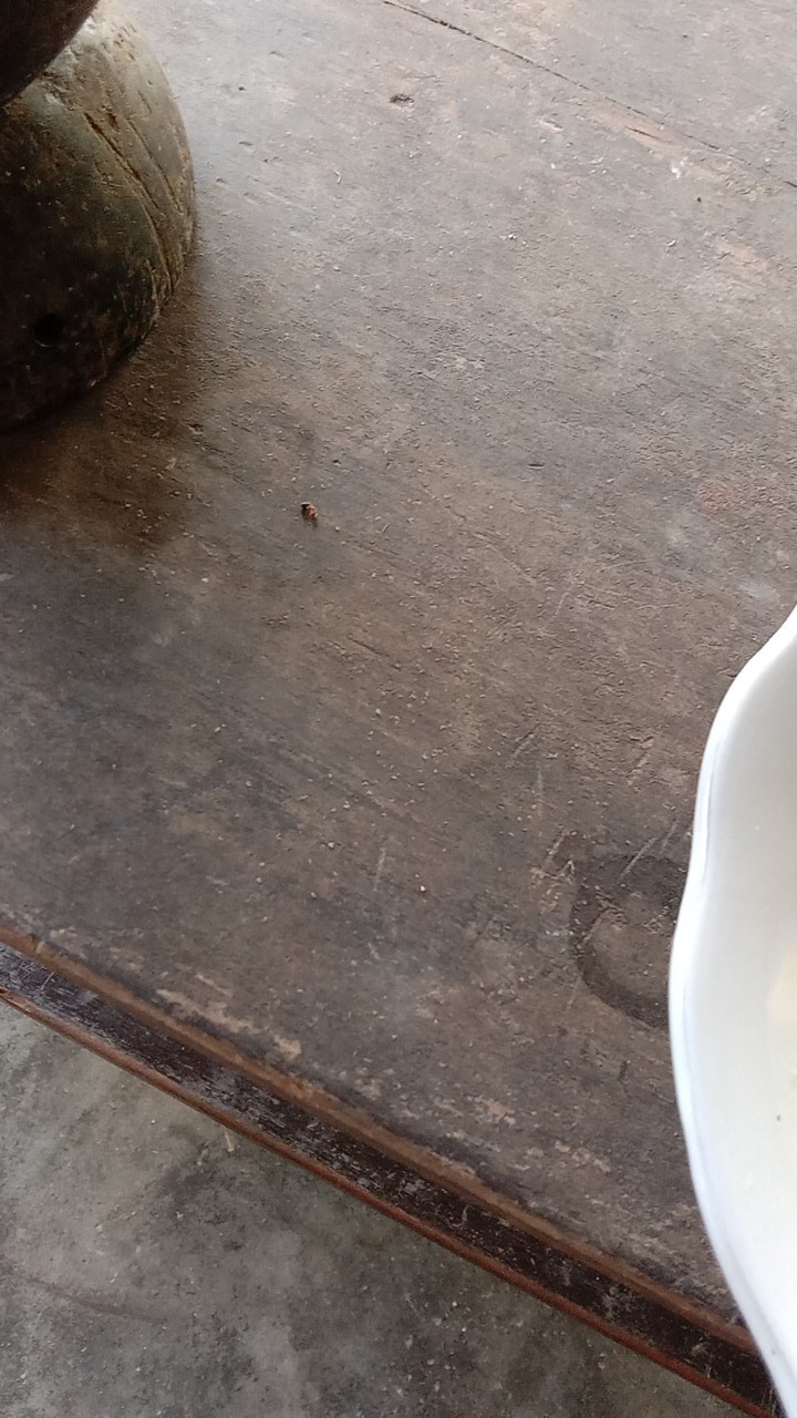 [yh] Alat Diy 12 Slot Cetakan Coklat / Kue Bahan Silikon Anti Lengket #aman/ Bersih#