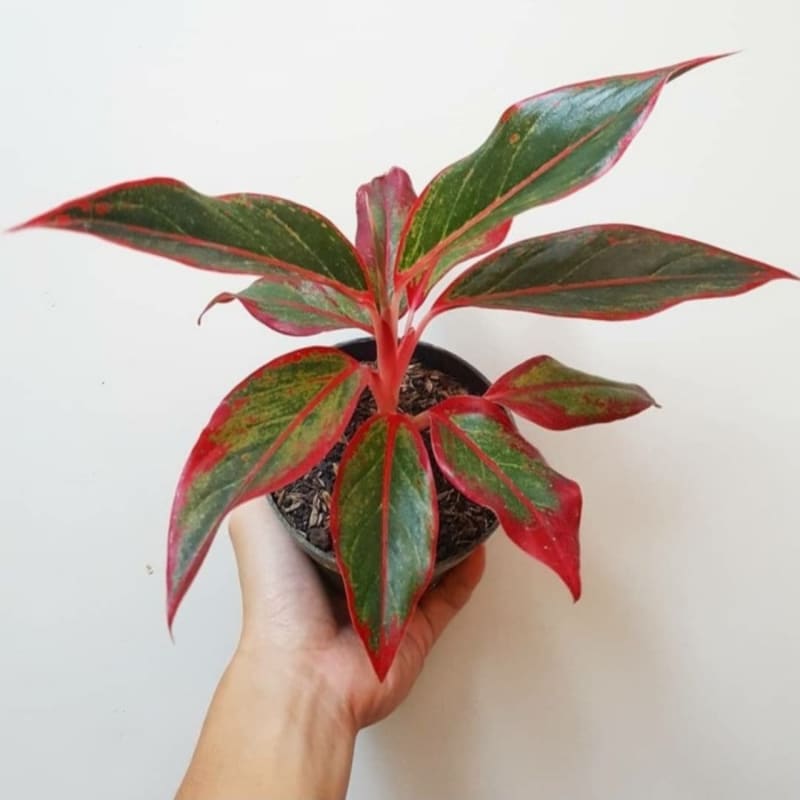 Aglonema Siam Aurora 'Red Lipstik' / Tanaman Hias Indoor