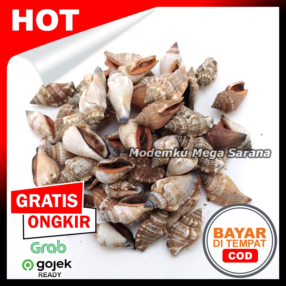 Cangkang Kerang Jogja KRG02 Lambe Turah - 100 gram