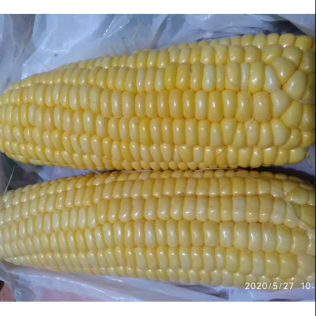 

Jagung manis