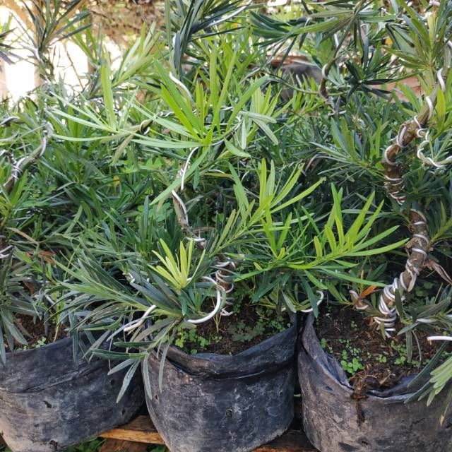 Bahan Bonsai Lohansung