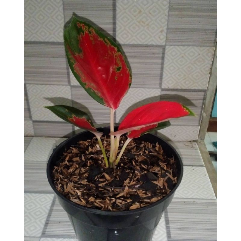 BIBIT Aglonema red kocin - tanaman hias - tanaman aglonema red kocin.