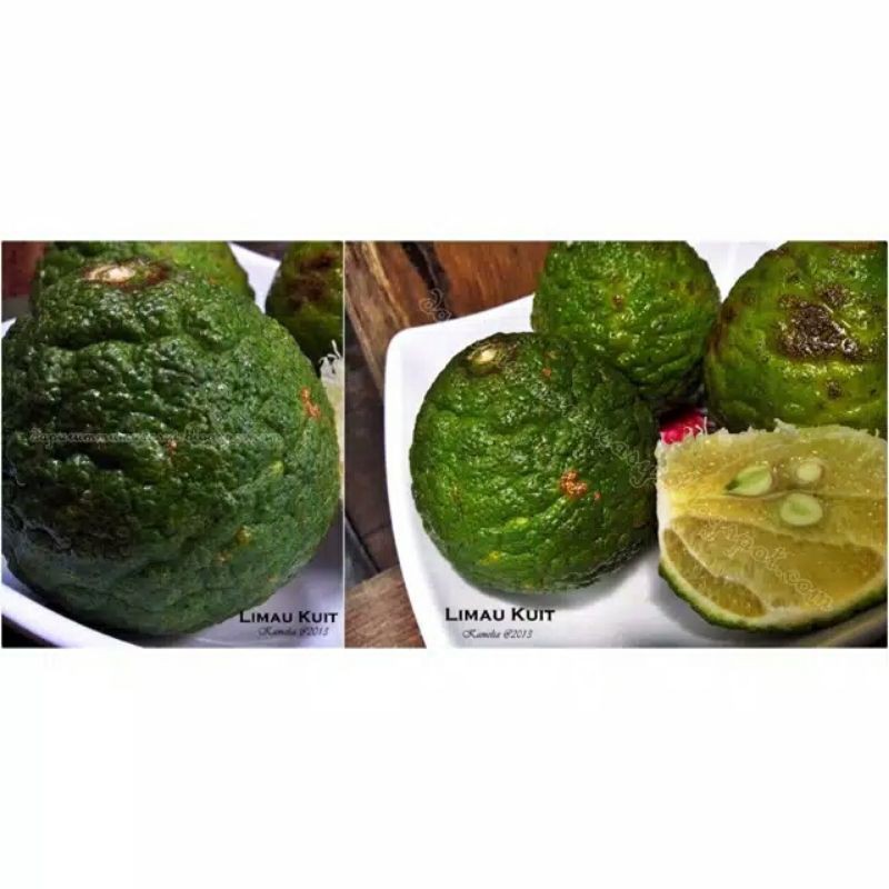 

Limau kuit