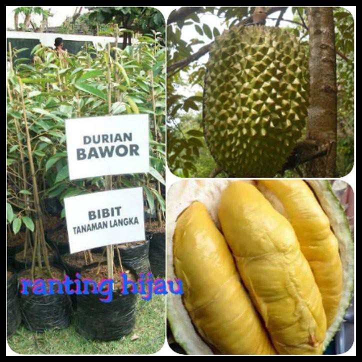 Download 51 Gambar Durian Bawor Keren Gratis