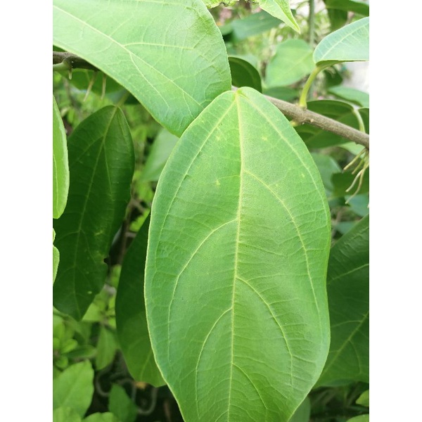 

promo 1 kg daun cincau segar banyak manfaat