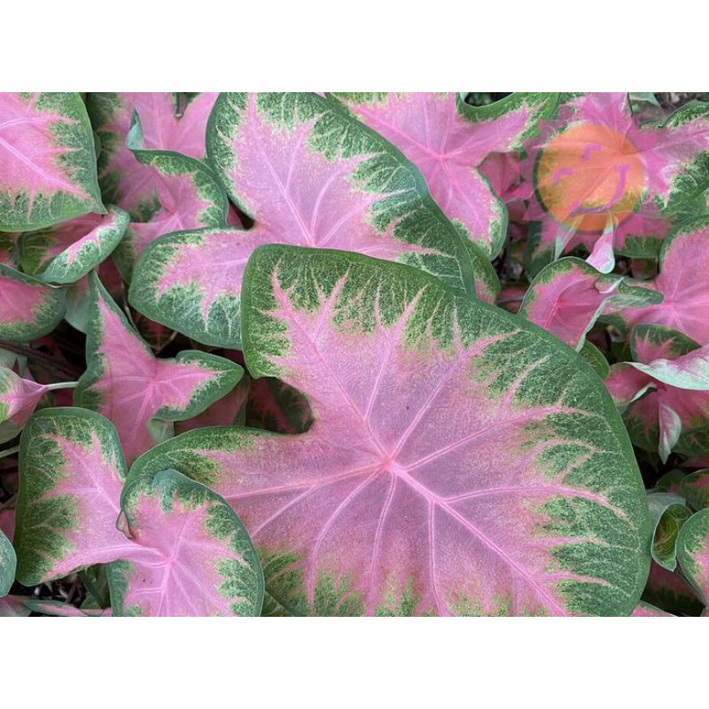 Keladi Pink Love / Caladium Pink Love / Keladi Pecah Telur