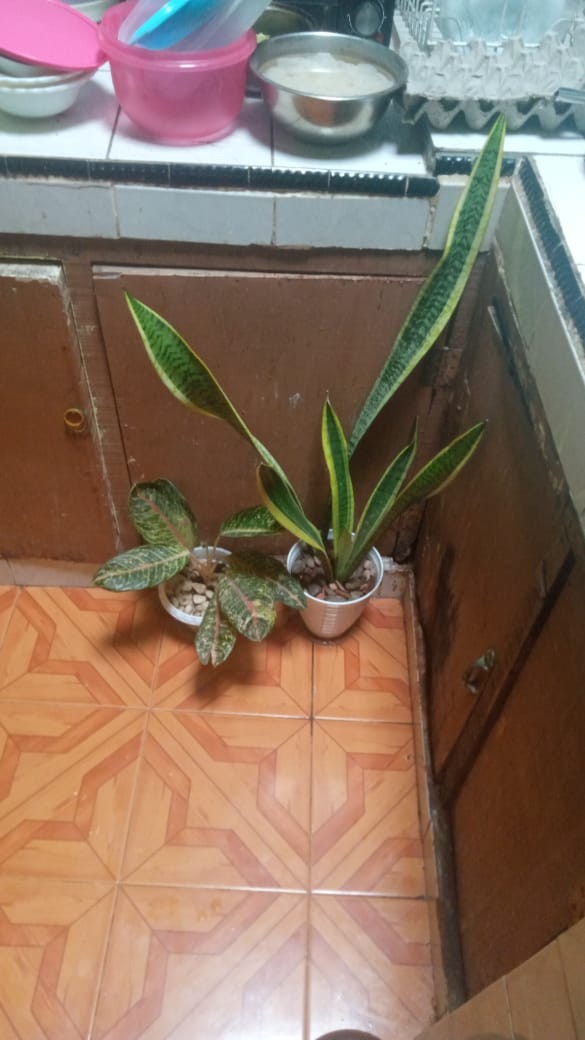 Set Sprei Katun Lokal Motif Terbaru Katun Esra Hanna Pink