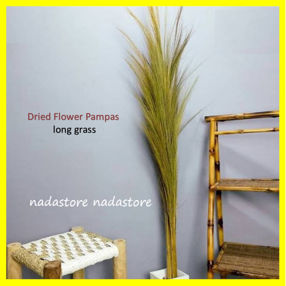 Dried flower Long grass Bunga kering pampas merak 