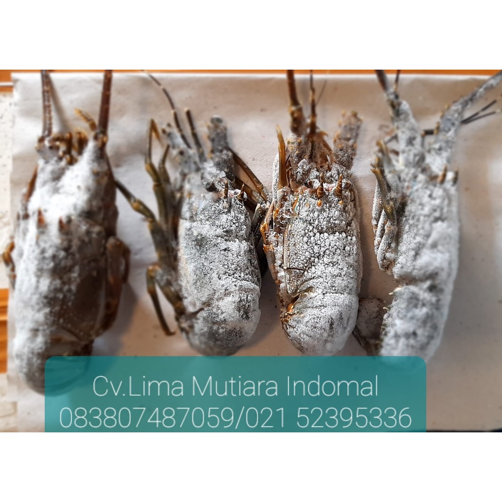 

Lobster beku (Lobster Frozen)