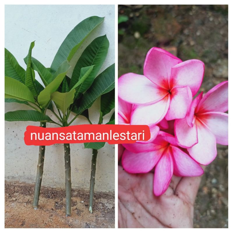 Pohon Kamboja Bali / stek batang Kamboja bali