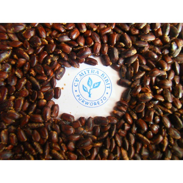 Biji Trembesi Siap Semai | Biji Bibit Trembesi Unggul | Harga Benih Trembesi