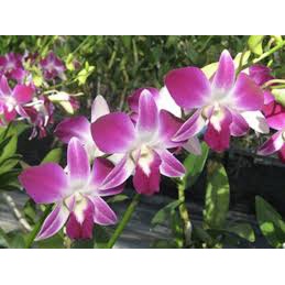 anggrek dendrobium sonia dewasa