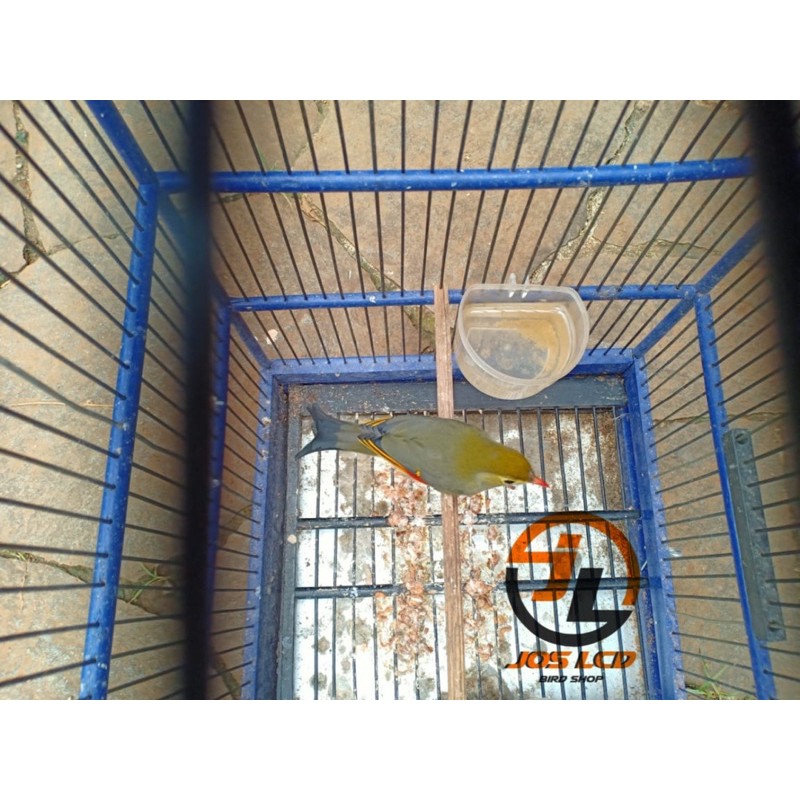 Burung Robin Rajin Bunyi