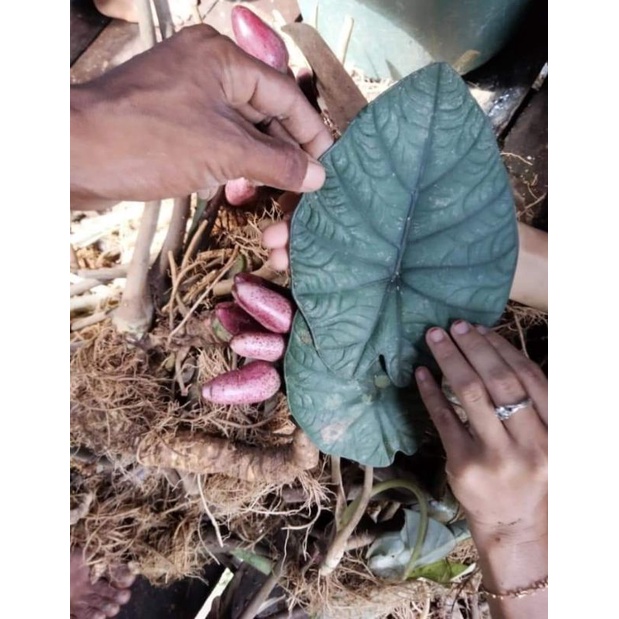 Bonggolan Melo Badak kapuas