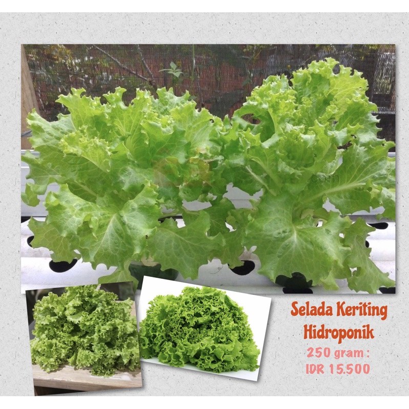 

Selada Keriting Hidroponik