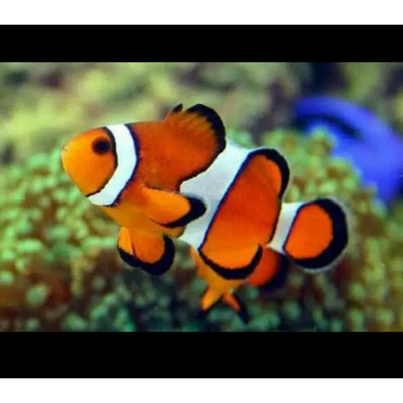 ikan badut finding nemo