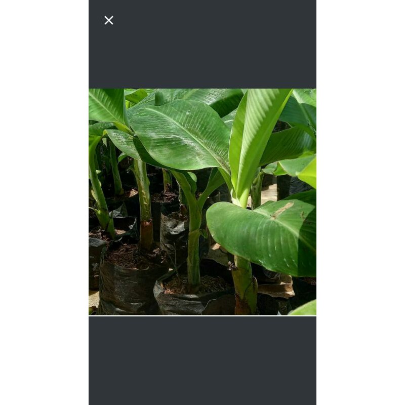 bibit pohon pisang raja