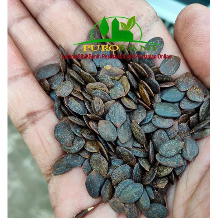 Benih Biji seed Kaliandra Merah 1kg Unggul