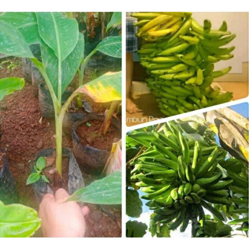 BIBIT UNGGUL PISANG RAJA LAWE / PISANG LEMPENENG